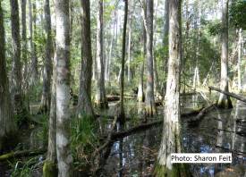 cypressdome_inside_flooded