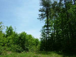 Oak forests in central Pennsylvania. Young forest stand (about 10 years old) on the left, and older forest stand (over 100 years old) on the right. The older forest has accumulated abundant soil organic matter, and has great potential for capturing nitrogen and holding it in a stable form.