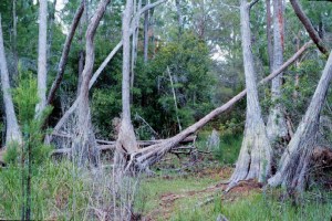A cypress swamp, one of many wetland types. Resulting from groundwater extraction, this swamp is degraded, as indicated by falling cypress trees and the loss and subsidence of organic soil. (Photo: TF Rochow)